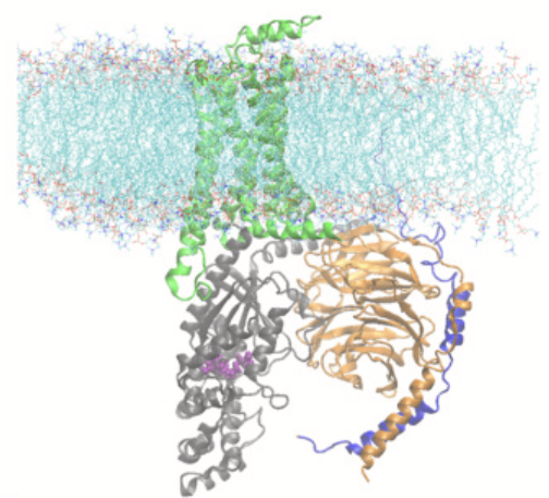 Thermodynamic role of receptor phosphorylation barcode